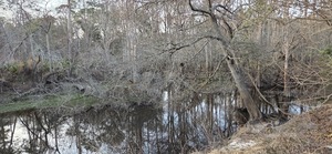 [Corrine Coleman Creek, Withlacoochee River @ North Valdosta Road 2026-02-19 --jsq for WWALS]