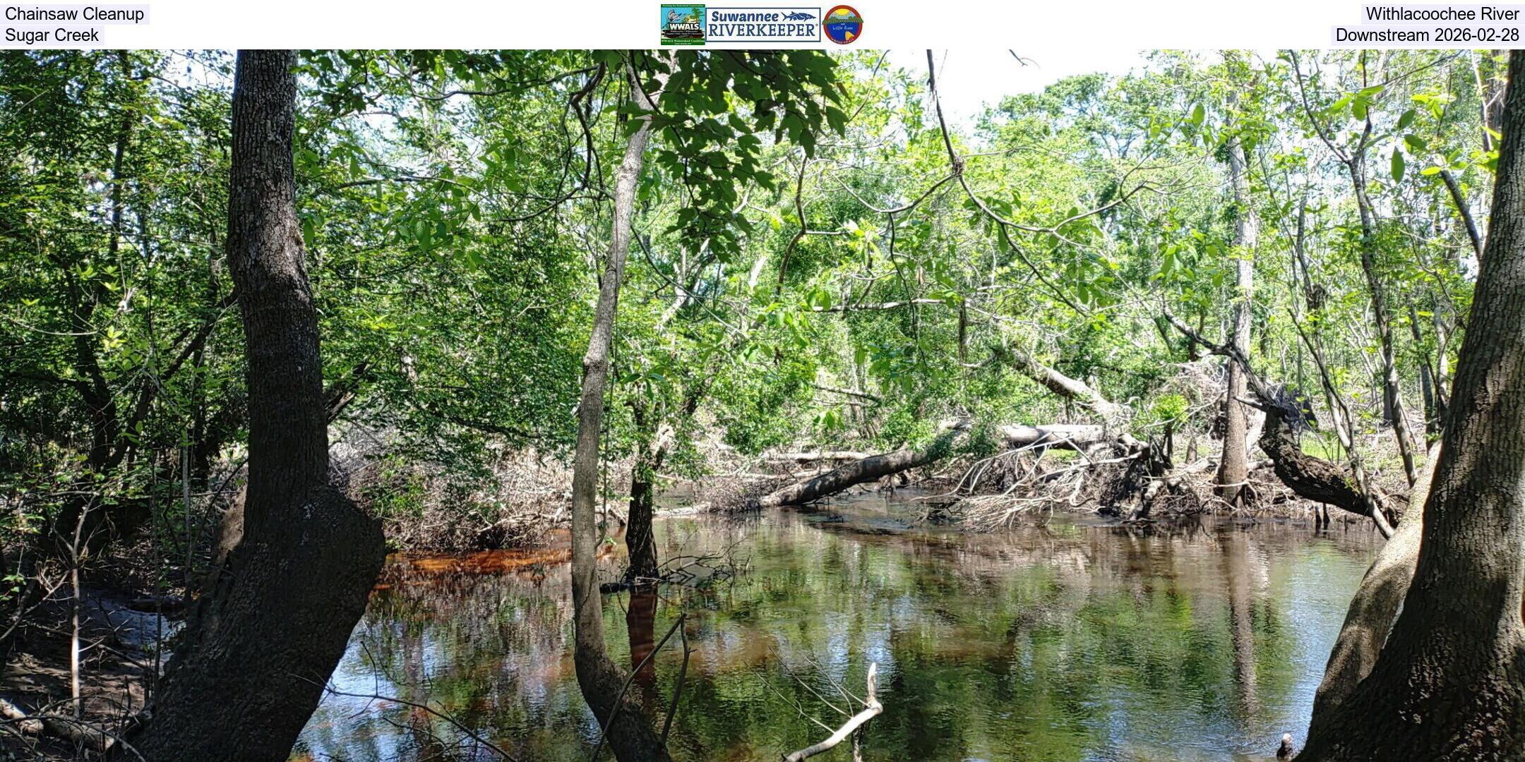 Chainsaw Cleanup, Withlacoochee River, Sugar Creek, Downstream 2026-02-21