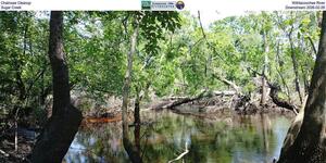 [Chainsaw Cleanup, Withlacoochee River, Sugar Creek, Downstream 2026-02-21]