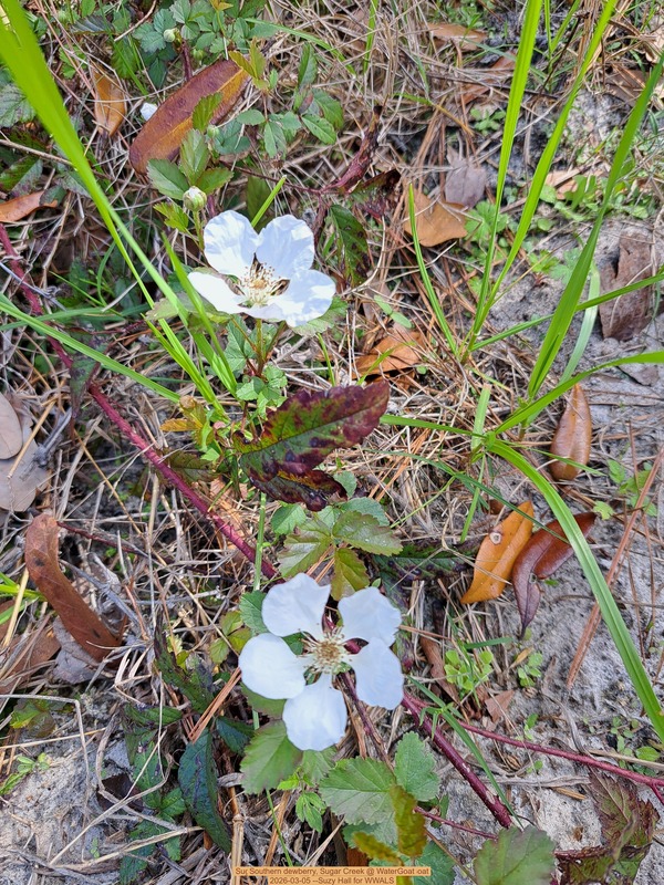 [Southern dewberry, Sugar Creek @ WaterGoat 2026-03-05 --Suzy Hall for WWALS]