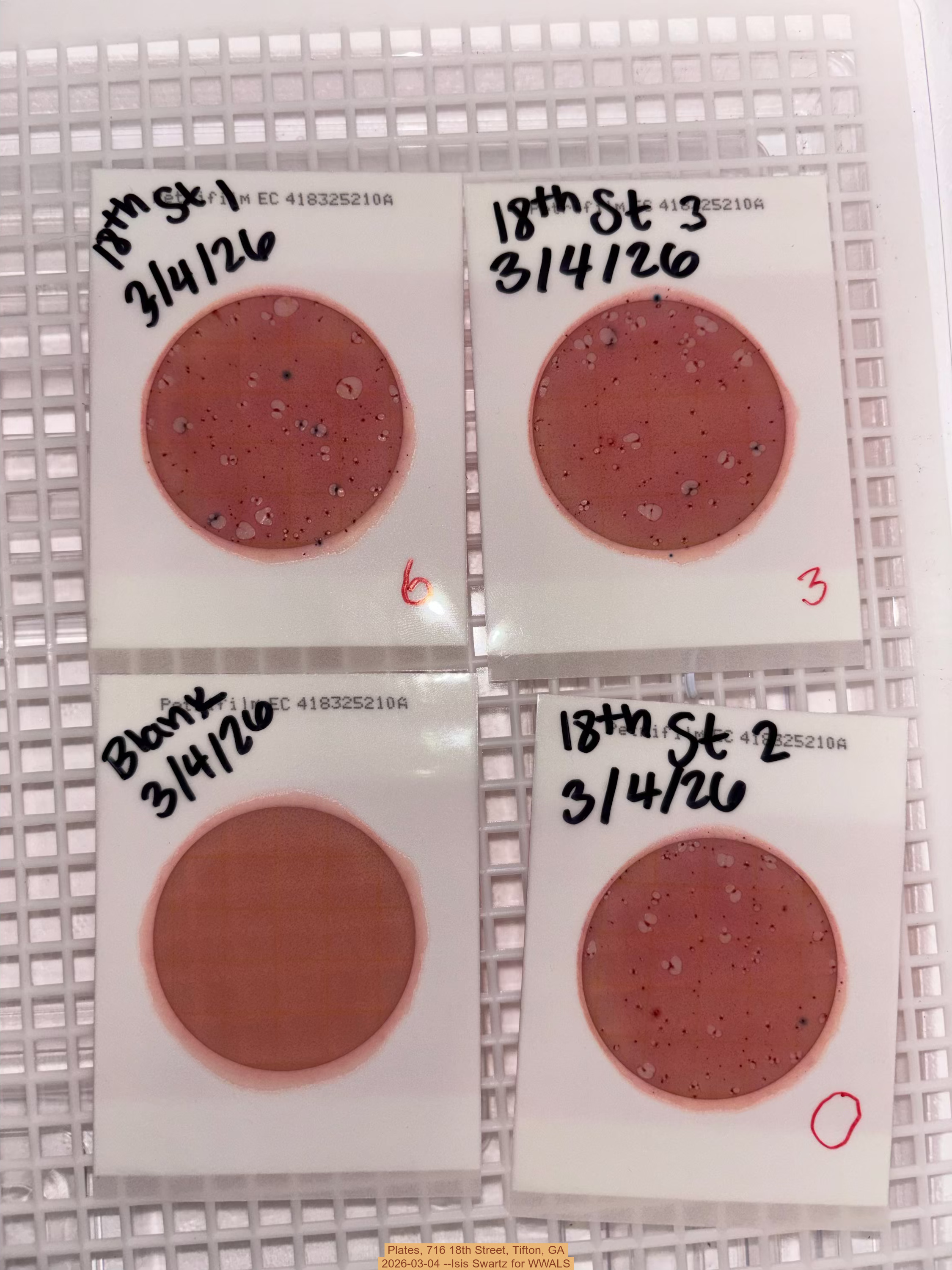 Plates, 716 18th Street, Tifton, GA 2026-03-04 --Isis Swartz for WWALS