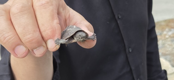 Tiny Turtle at Troupville Boat Ramp, 2026:03:07 09:41:38, 30.8513686, -83.3472263 --jsq for WWALS