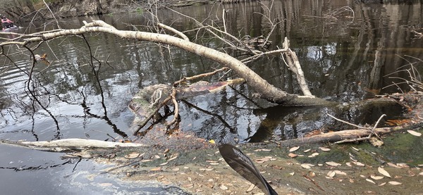 [Dead deer, 2026:03:07 10:58:23, 30.8399520, -83.3639946 --jsq for WWALS]