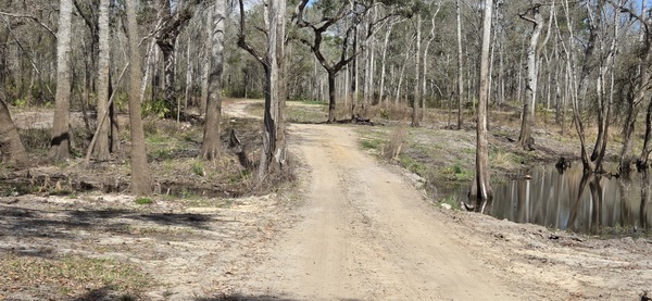 [Paul Deloach bridge over Paul Deloach Creek, 2026:03:07 12:01:08, 30.8396460, -83.3700295 --jsq for WWALS]