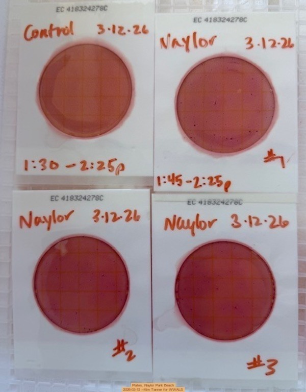 Plates, Naylor Park Beach 2026-03-12 --Kim Tanner for WWALS