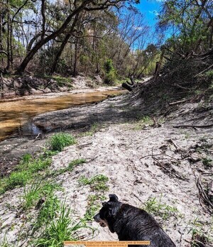 [Upstream with dog, Sugar Creek @ WaterGoat, Sugar Creek @ WaterGoat 2026-03-12 --Suzy Hall for WWALS]