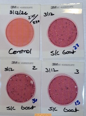 [Plates, Sugar Creek @ WaterGoat 2026-03-12 --Suzy Hall for WWALS]