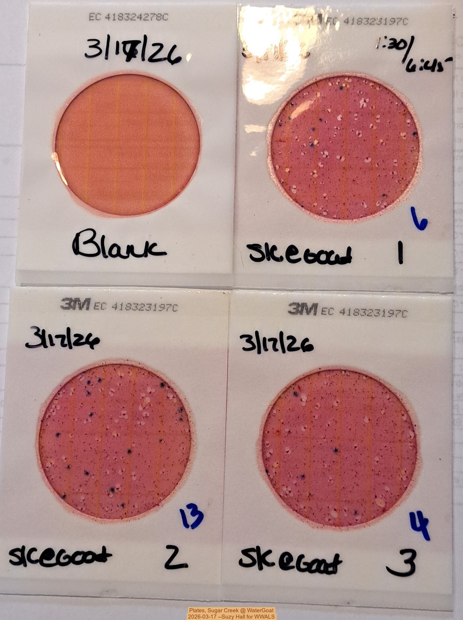 Plates, Sugar Creek @ WaterGoat 2026-03-17 --Suzy Hall for WWALS