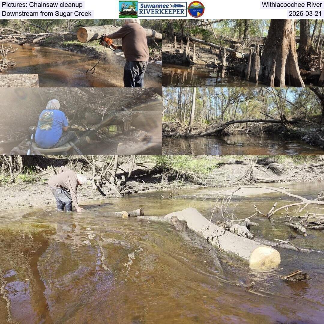 Pictures: Chainsaw cleanup, Withlacoochee River, Downstream from Sugar Creek, 2026-03-21