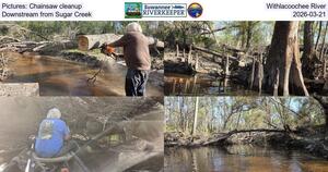 [Pictures: Chainsaw cleanup, Withlacoochee River, Downstream from Sugar Creek, 2026-03-21]