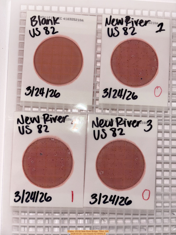 Plates, US 82 New River Bridge, Tifton, GA 2026-03-24 --Isis Swartz for WWALS