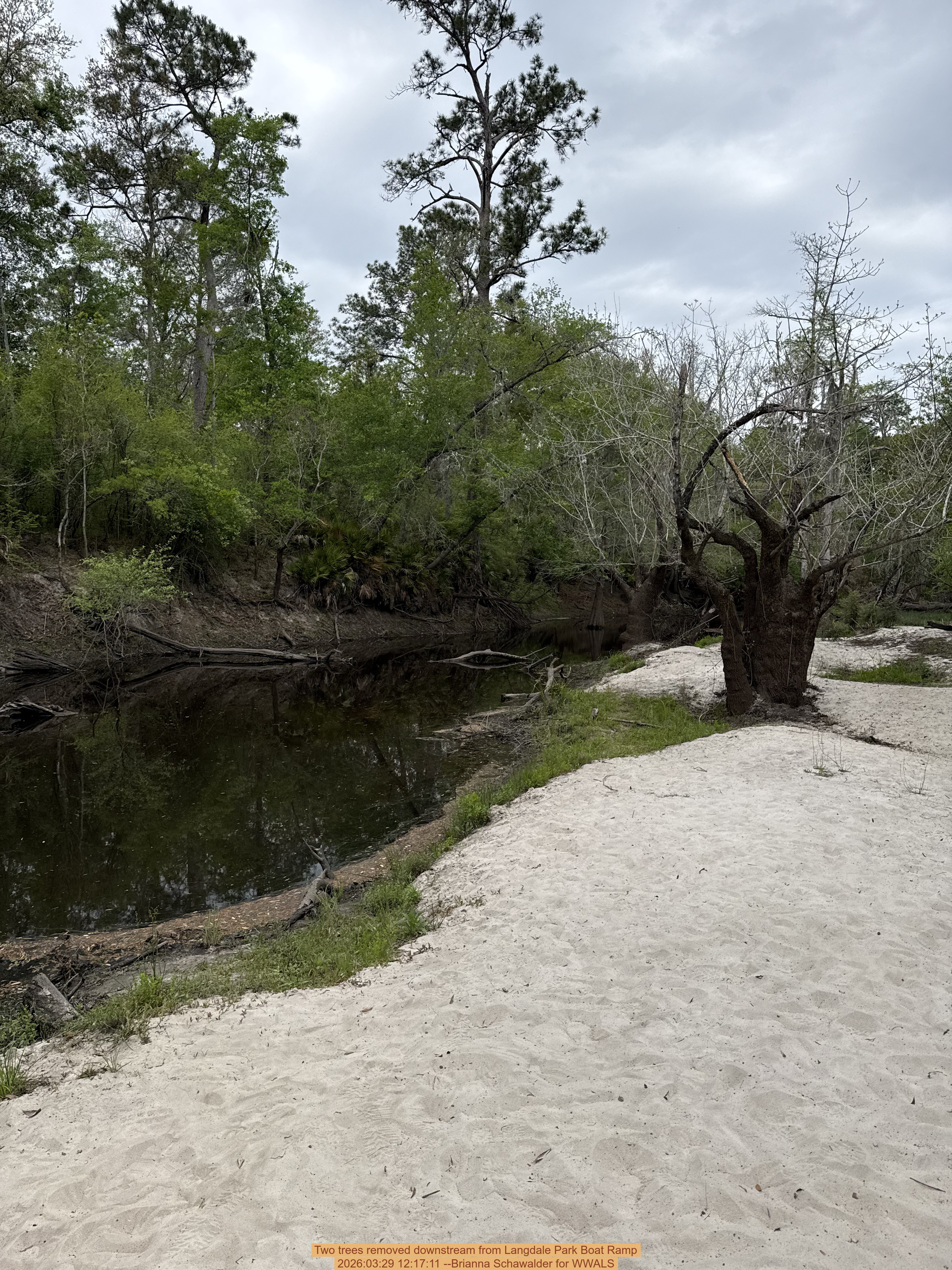 Two trees removed downstream from Langdale Park Boat Ramp, 2026:03:29 12:17:11 --Brianna Schawalder for WWALS