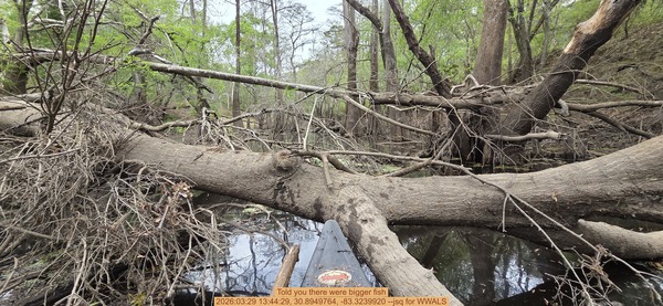 Told you there were bigger fish, 2026:03:29 13:44:29, 30.8949764, -83.3239920 --jsq for WWALS