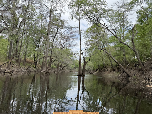 Trees in the river, 2026:03:29 13:31:49 --Brianna Schawalder for WWALS
