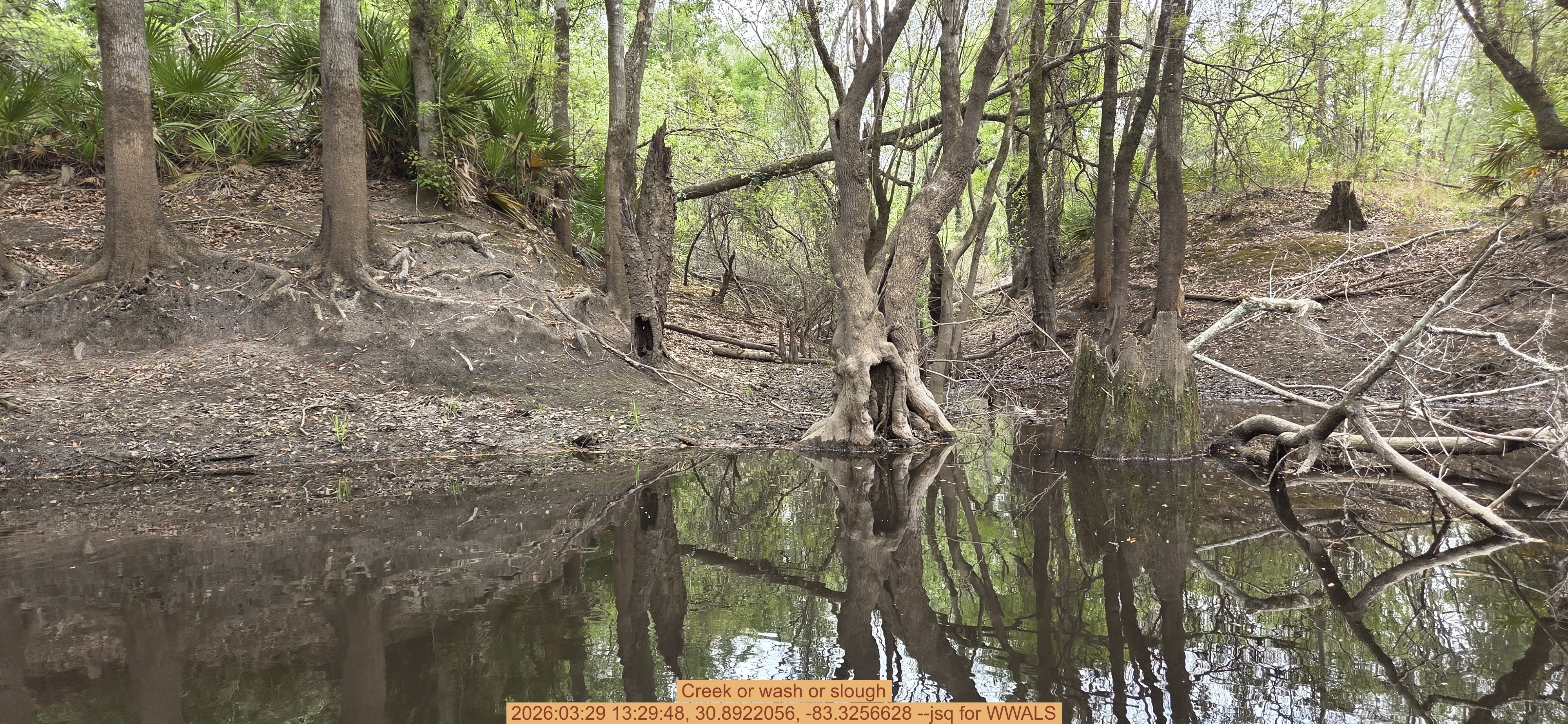 Creek or wash or slough, 2026:03:29 13:29:48, 30.8922056, -83.3256628 --jsq for WWALS