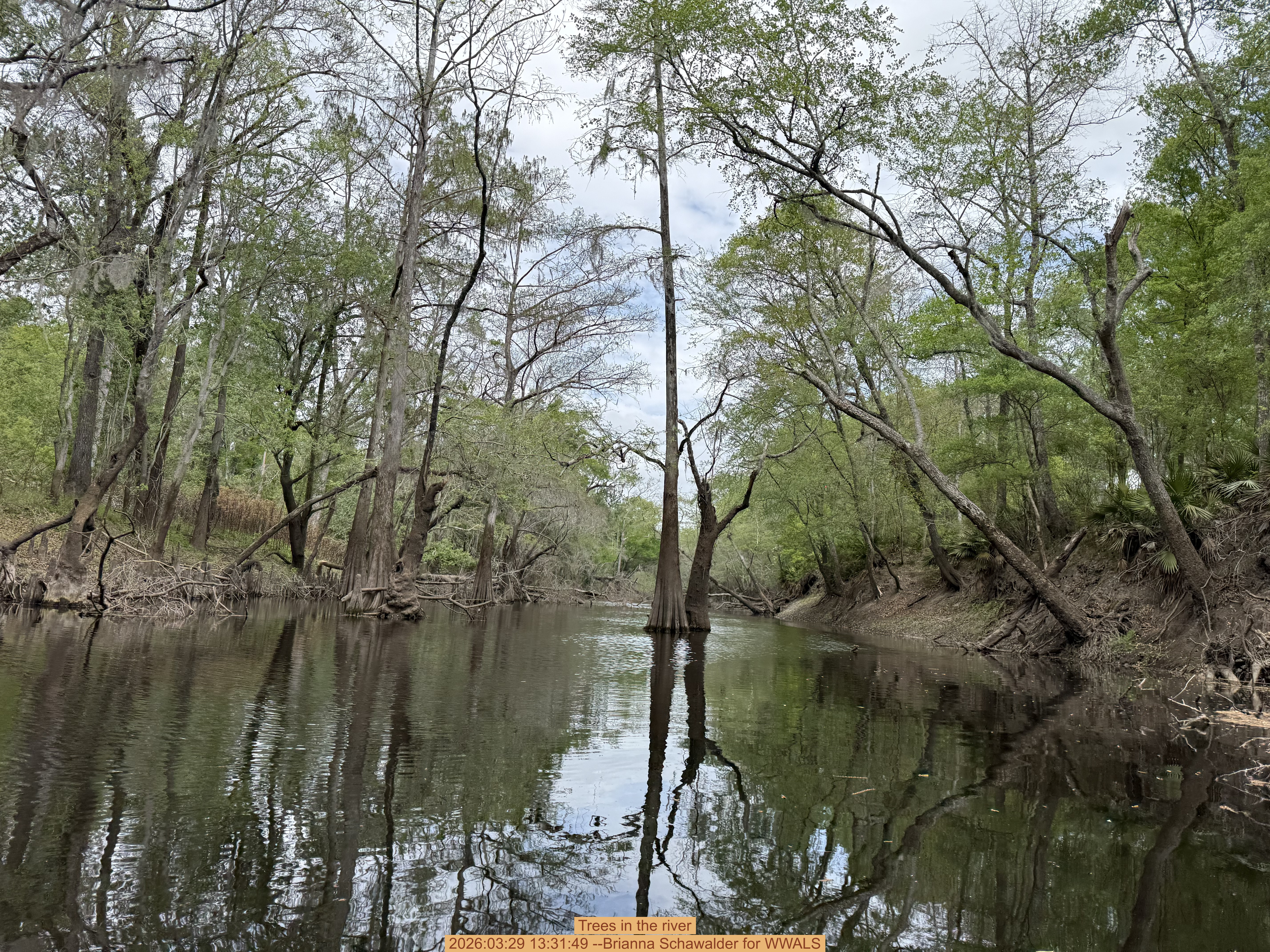 Trees in the river, 2026:03:29 13:31:49 --Brianna Schawalder for WWALS