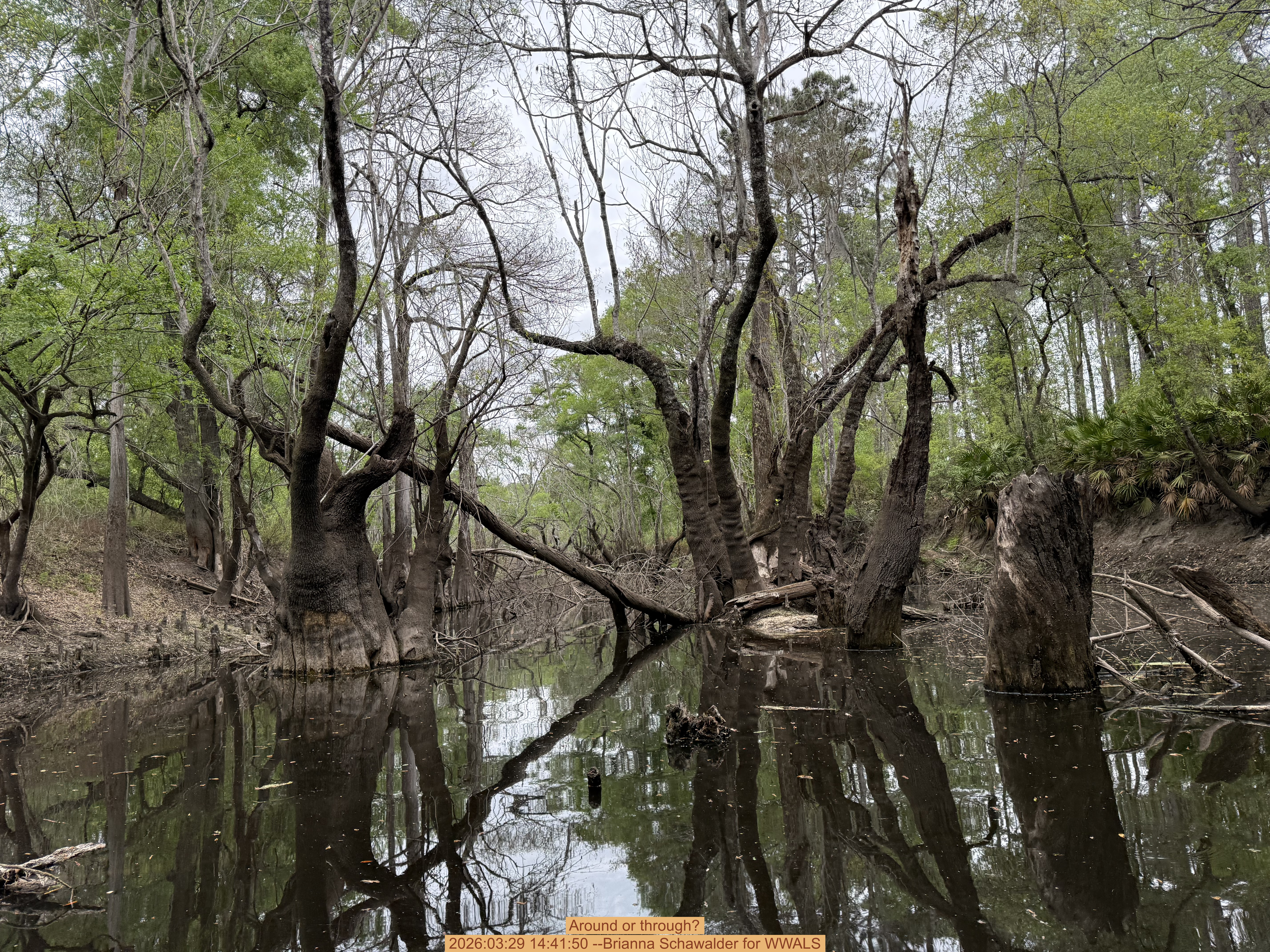 Around or through? 2026:03:29 14:41:50 --Brianna Schawalder for WWALS