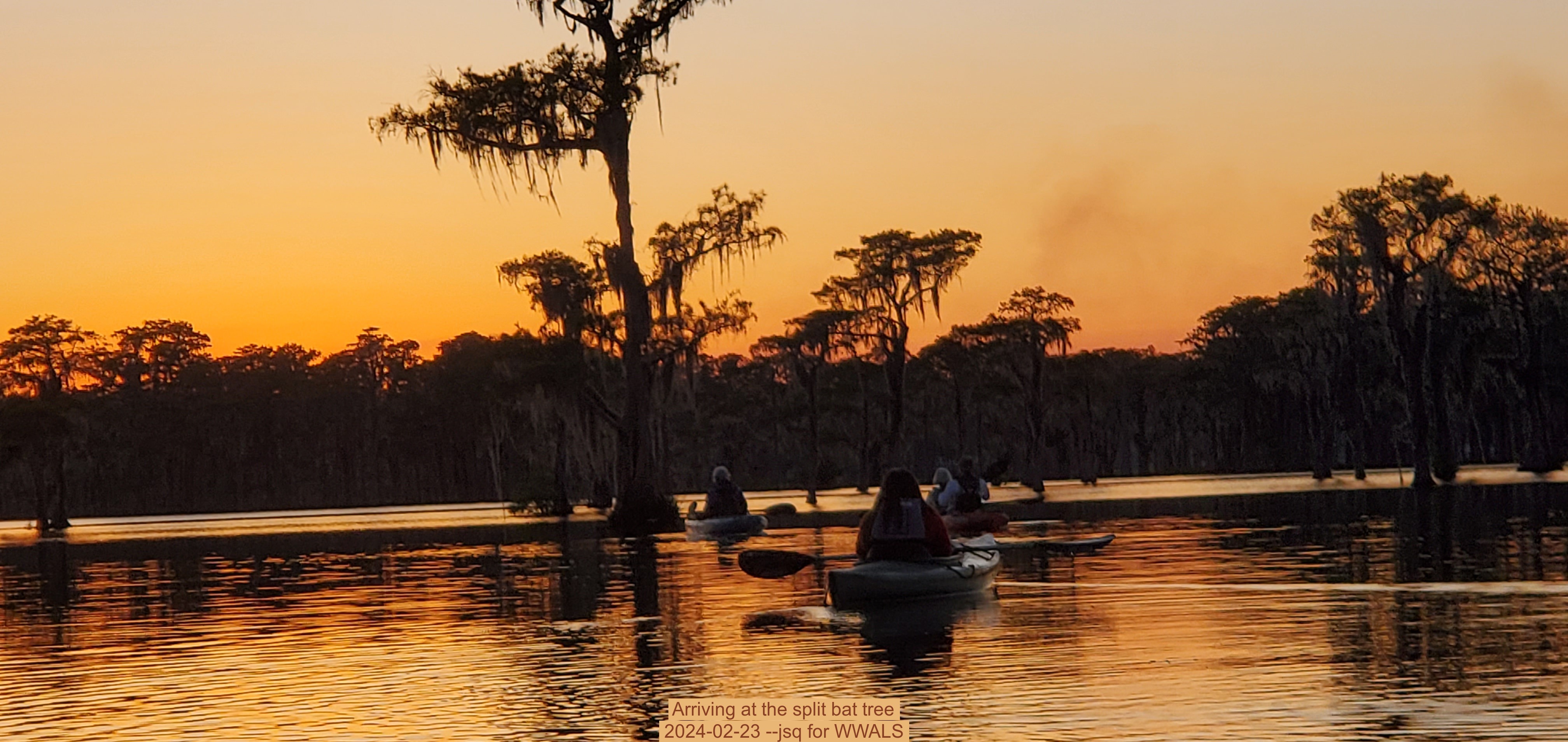 Arriving at the split bat tree, 2024-02-23 --jsq for WWALS