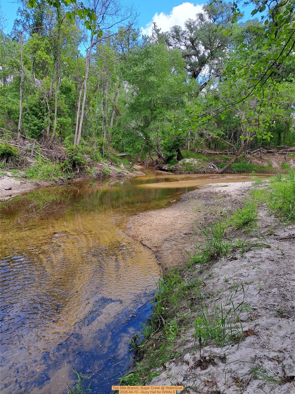 Two Mile Branch, Sugar Creek @ WaterGoat 2026-04-10 --Suzy Hall for WWALS