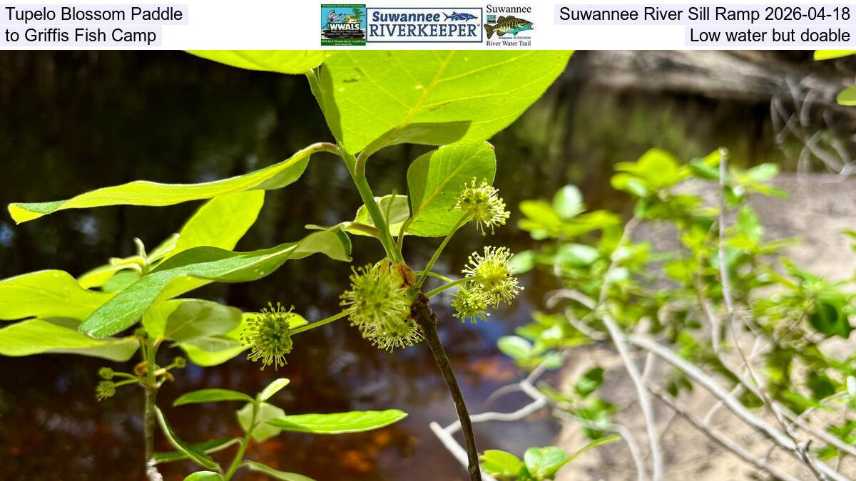 Tupelo Blossom Paddle, Suwannee River Sill Ramp 2026-04-18, to Griffis Fish Camp, Low water but doable