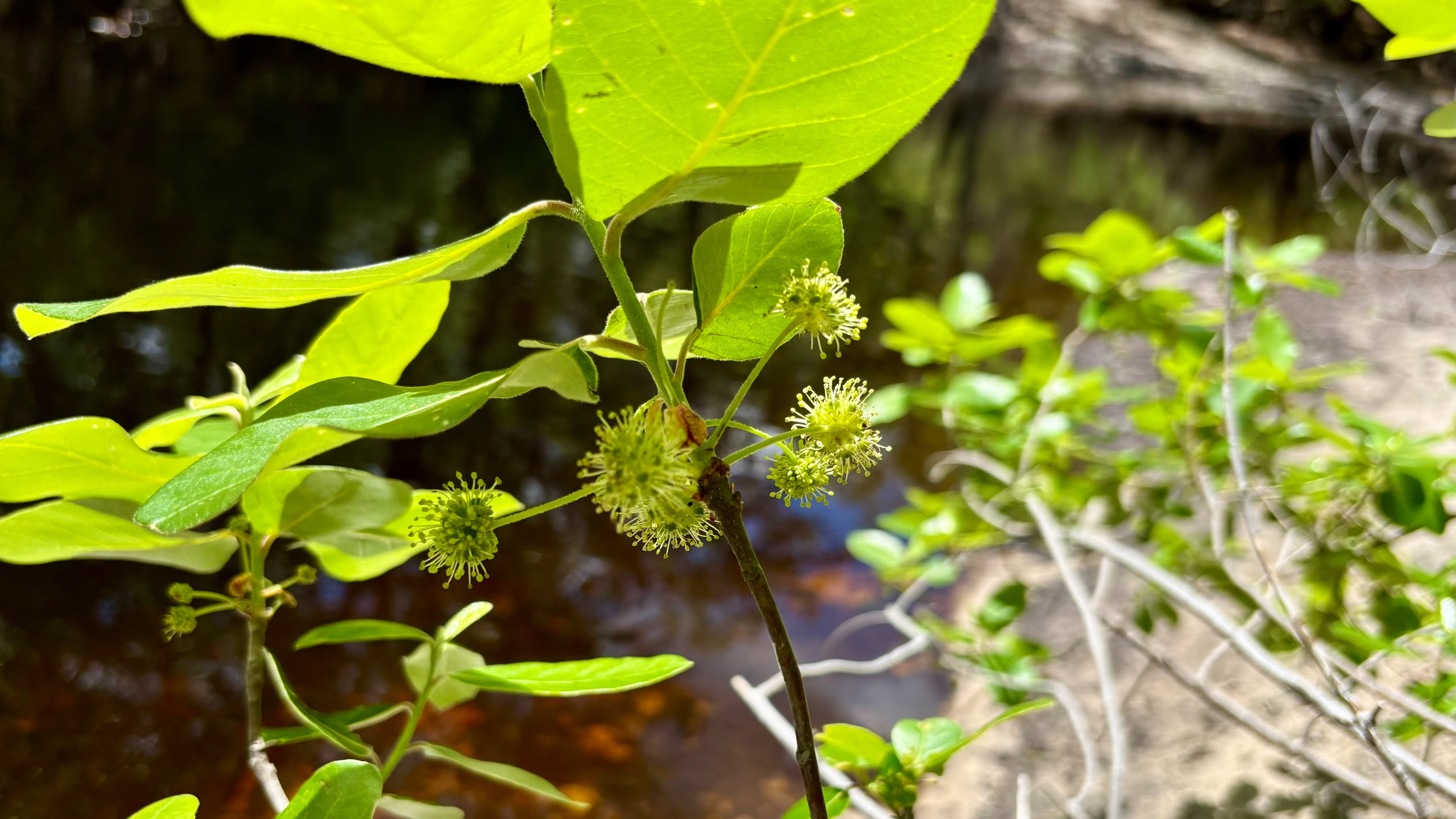 Tupelo blossom, 2026-04-04 --Shirley Kokidko