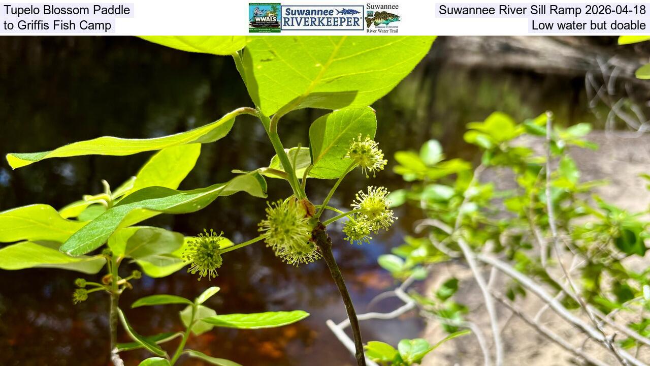 Tupelo Blossom Paddle, Suwannee River Sill Ramp 2026-04-18, to Griffis Fish Camp, Low water but doable