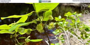 [Tupelo Blossom Paddle, Suwannee River Sill Ramp 2026-04-18, to Griffis Fish Camp, Low water but doable]