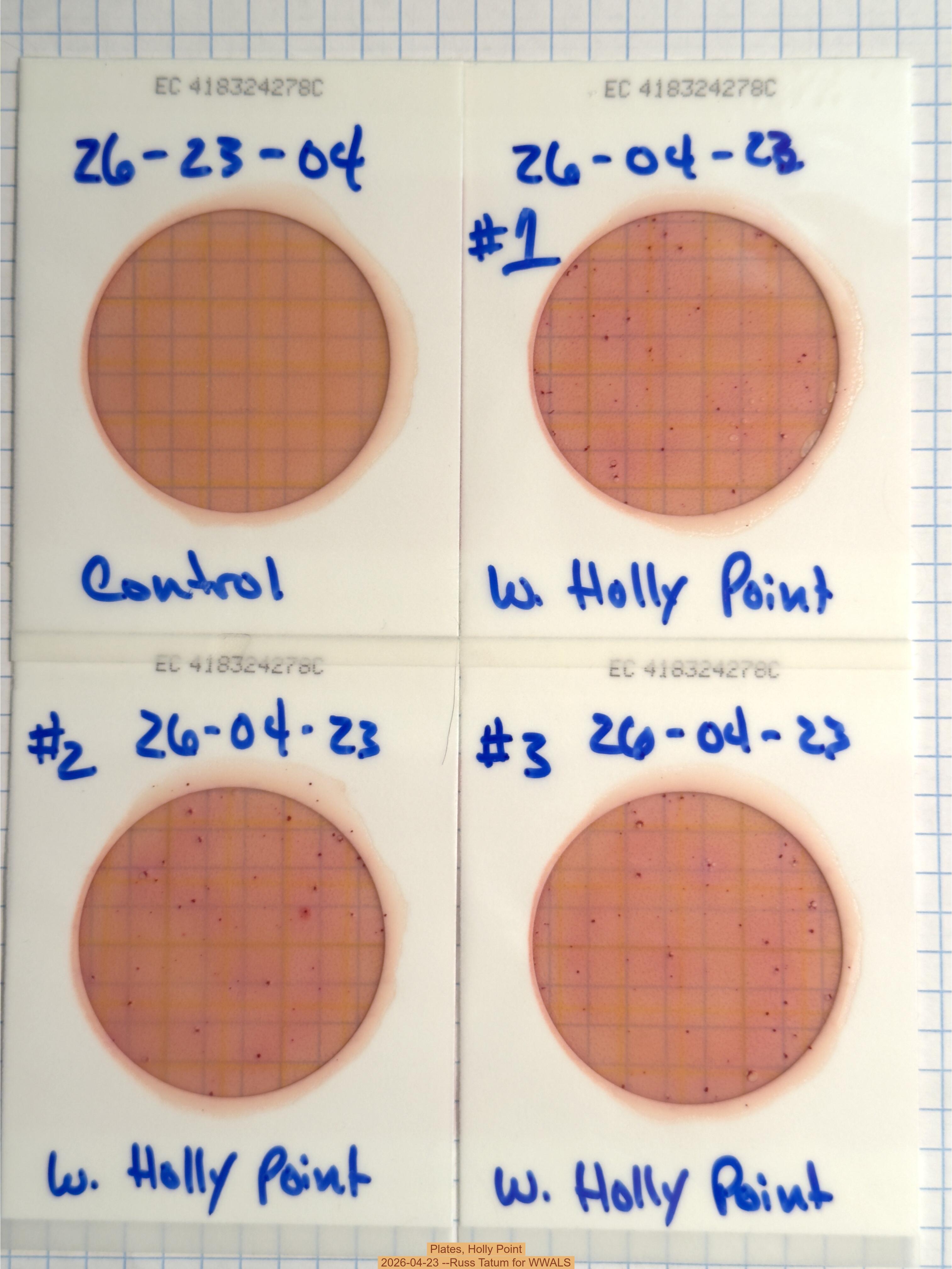 Plates, Holly Point 2026-04-23 --Russ Tatum for WWALS