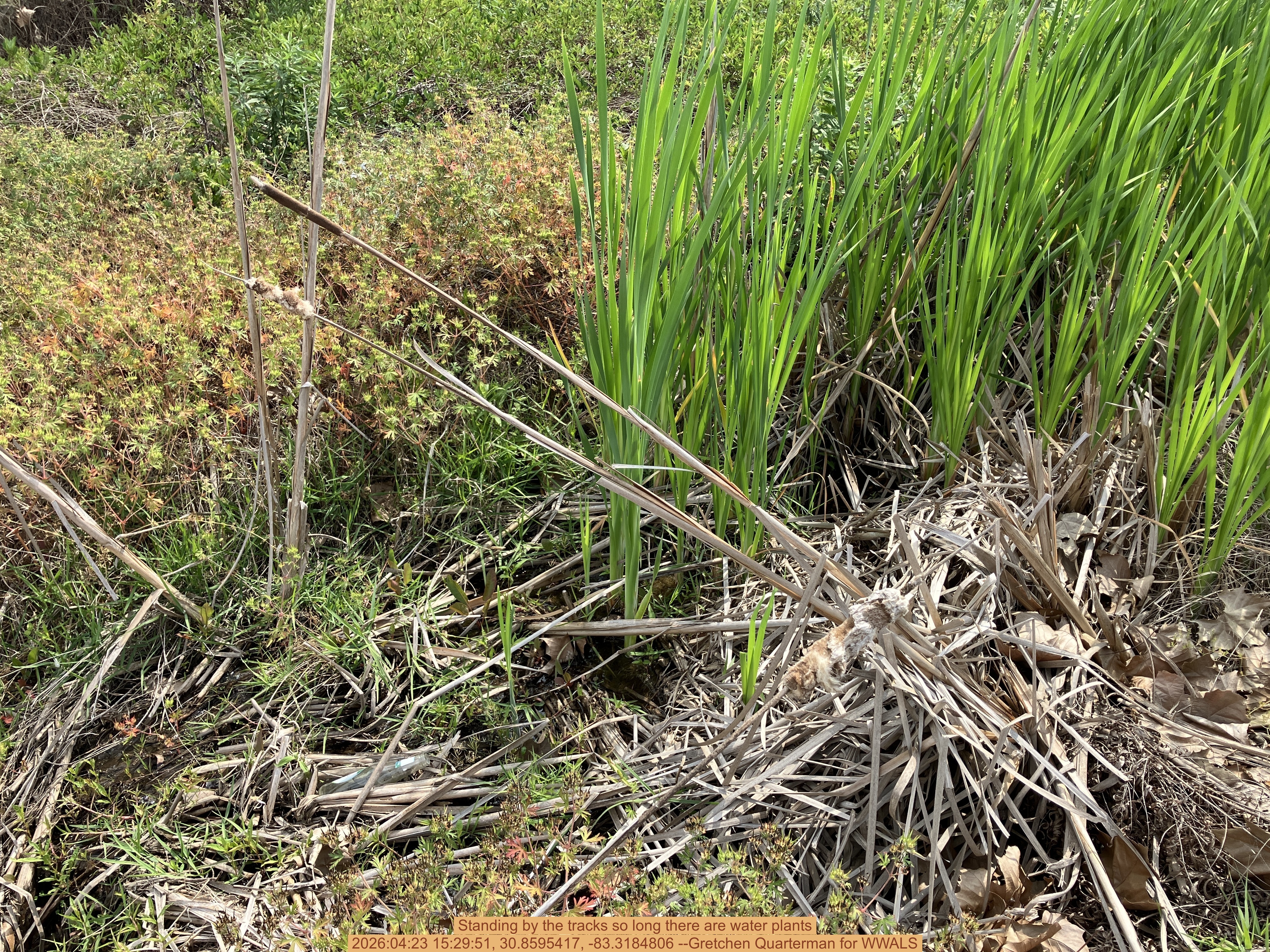 Standing by the tracks so long there are water plants, 2026:04:23 15:29:51, 30.8595417, -83.3184806 --Gretchen Quarterman for WWALS