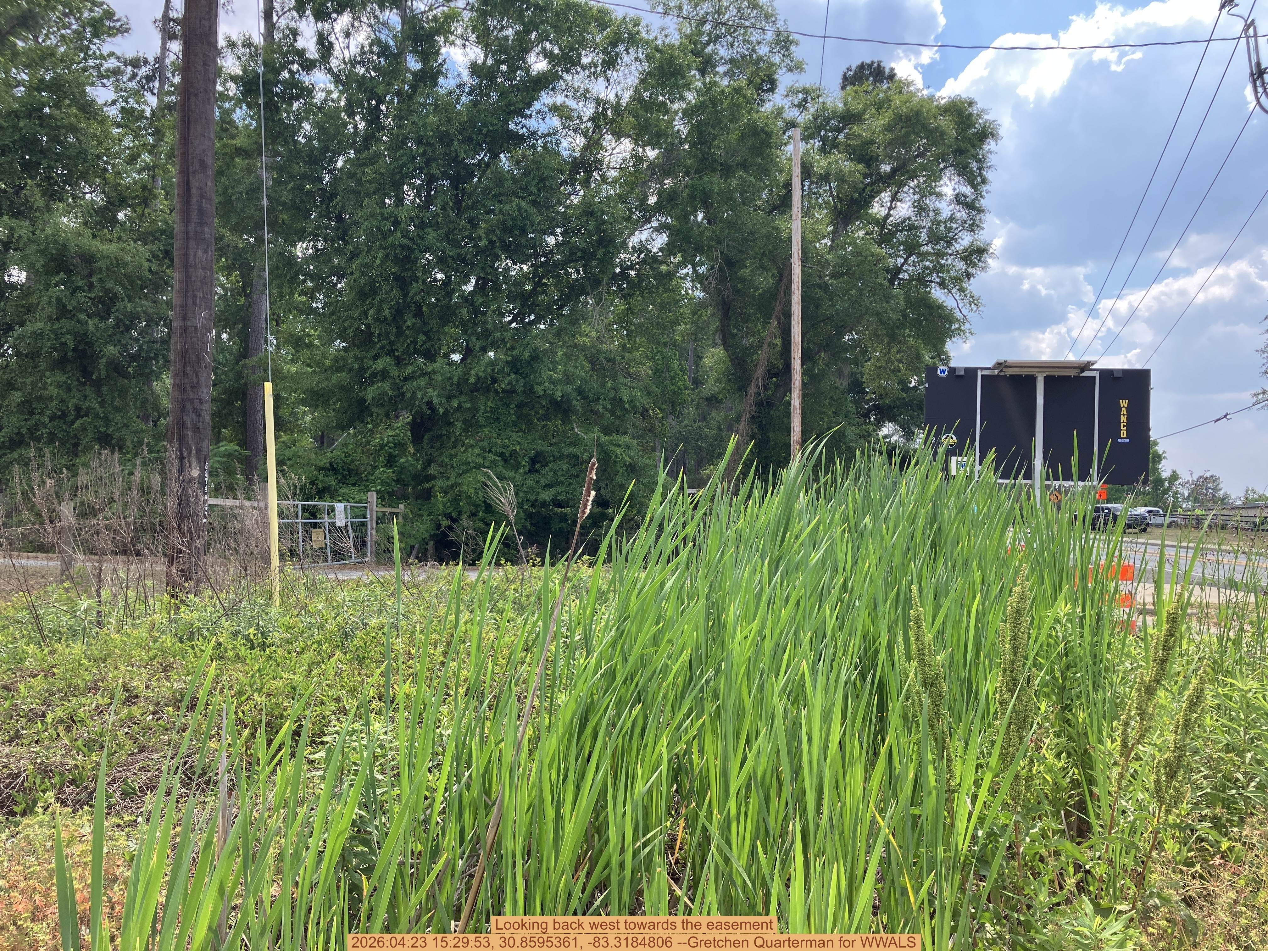 Looking back west towards the easement, 2026:04:23 15:29:53, 30.8595361, -83.3184806 --Gretchen Quarterman for WWALS