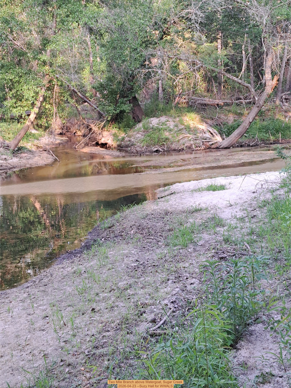 Two Mile Branch above Watergoat, Sugar Creek 2026-04-23 --Suzy Hall for WWALS