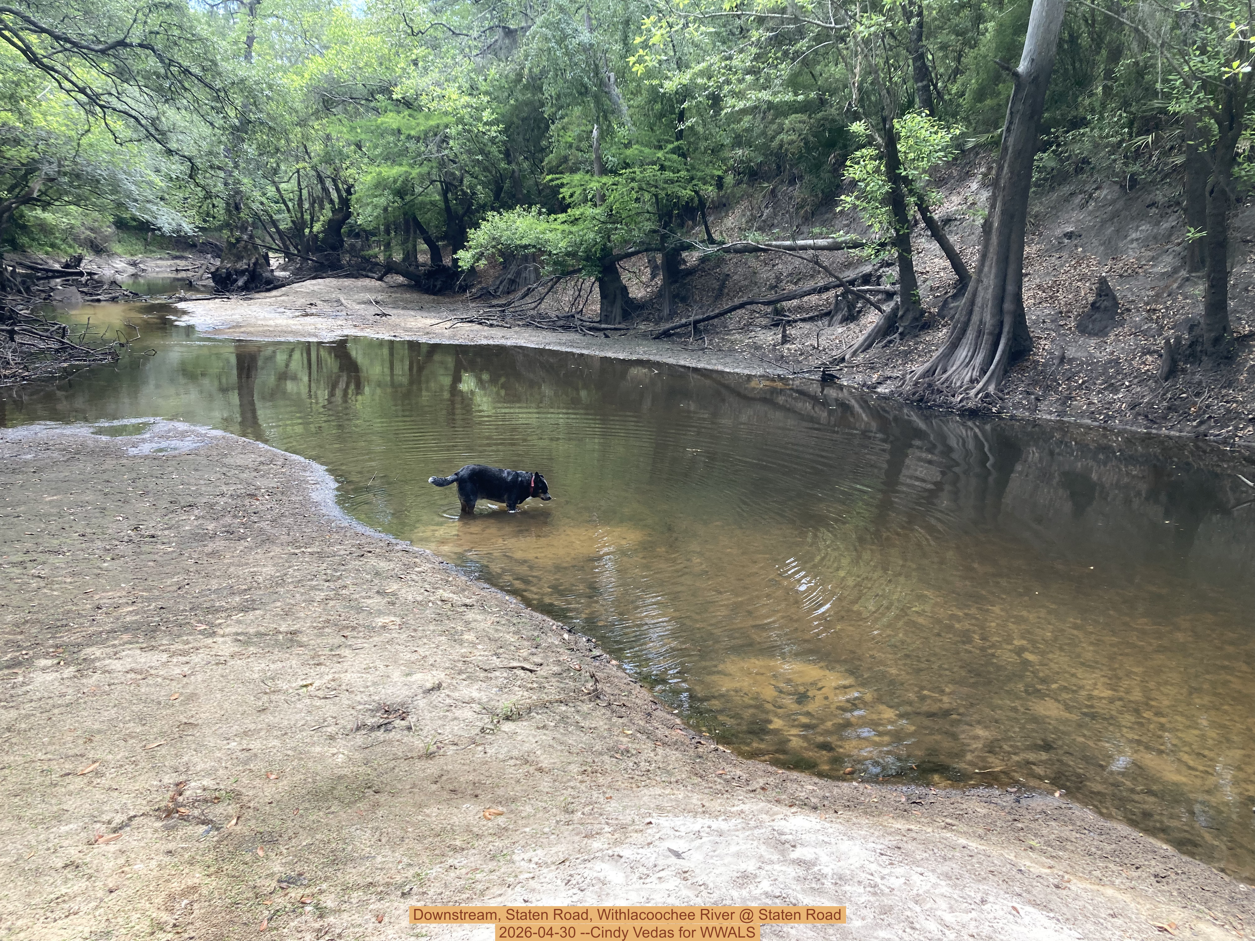 Downstream, Staten Road, Withlacoochee River @ Staten Road 2026-04-30 --Cindy Vedas for WWALS
