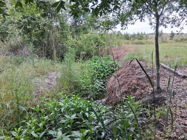 [Alapaha Settlement Pond Stream, Alapaha River @ US 82 2026-05-08 --Heather Brasell for WWALS]