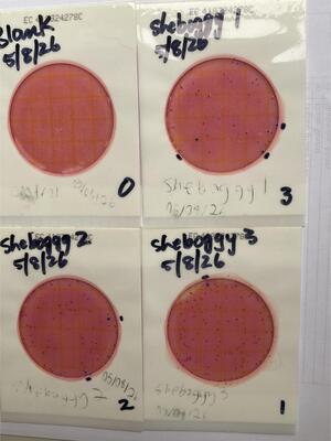 [Plates, Sheboggy Boat Ramp 2026-05-08 --Heather Brasell for WWALS]