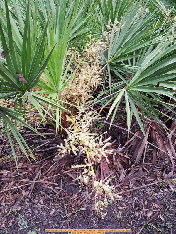 Blooming palmetto, Langdale Park Boat Ramp, Withlacoochee River @ North Valdosta Road 2026-05-13 --Suzy Hall for WWALS