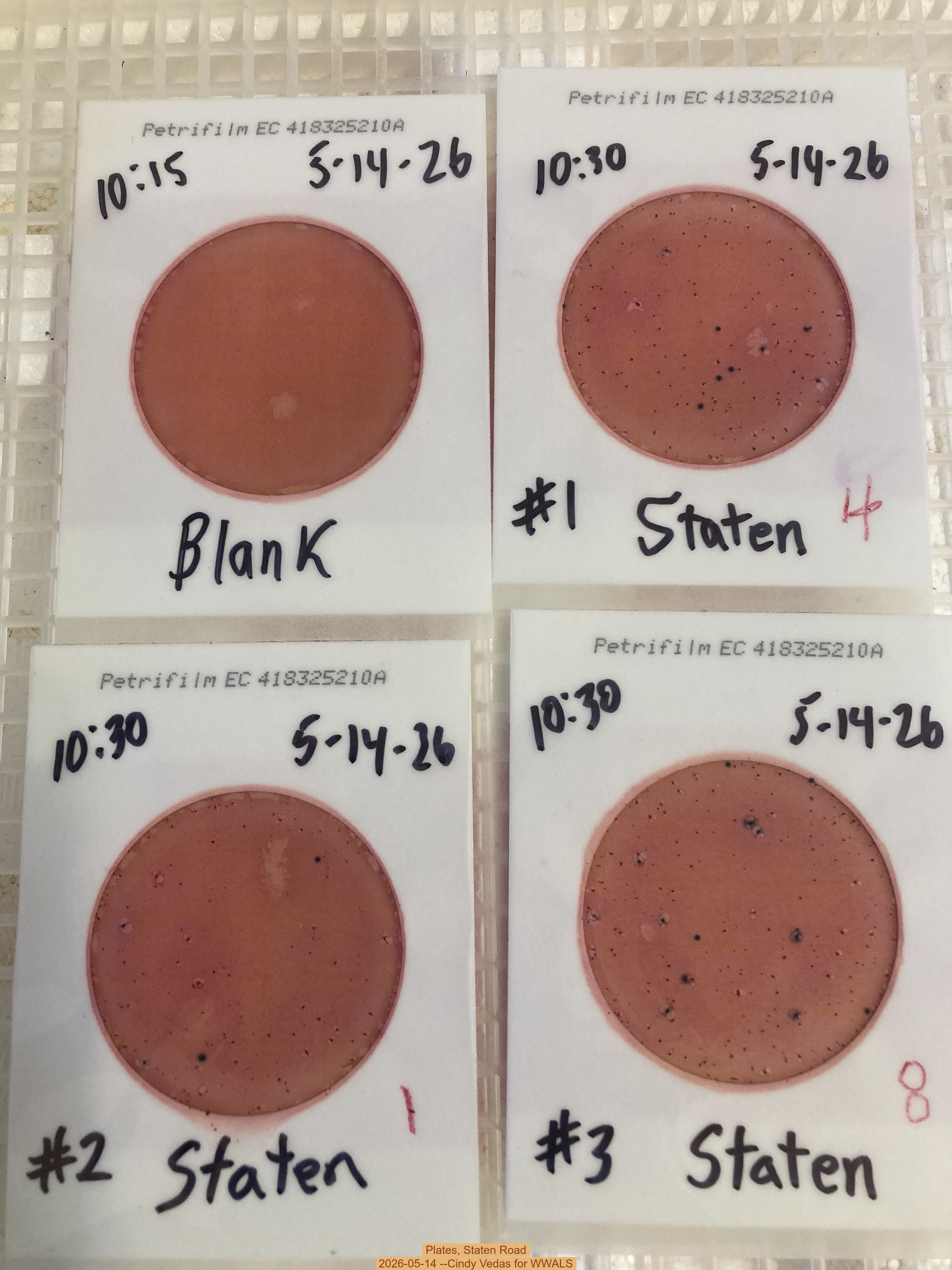 Plates, Staten Road 2026-05-14 --Cindy Vedas for WWALS