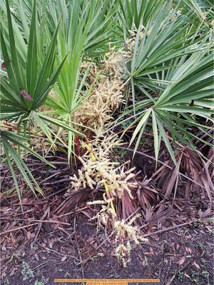 [Blooming palmetto, Langdale Park Boat Ramp, Withlacoochee River @ North Valdosta Road 2026-05-13 --Suzy Hall for WWALS]