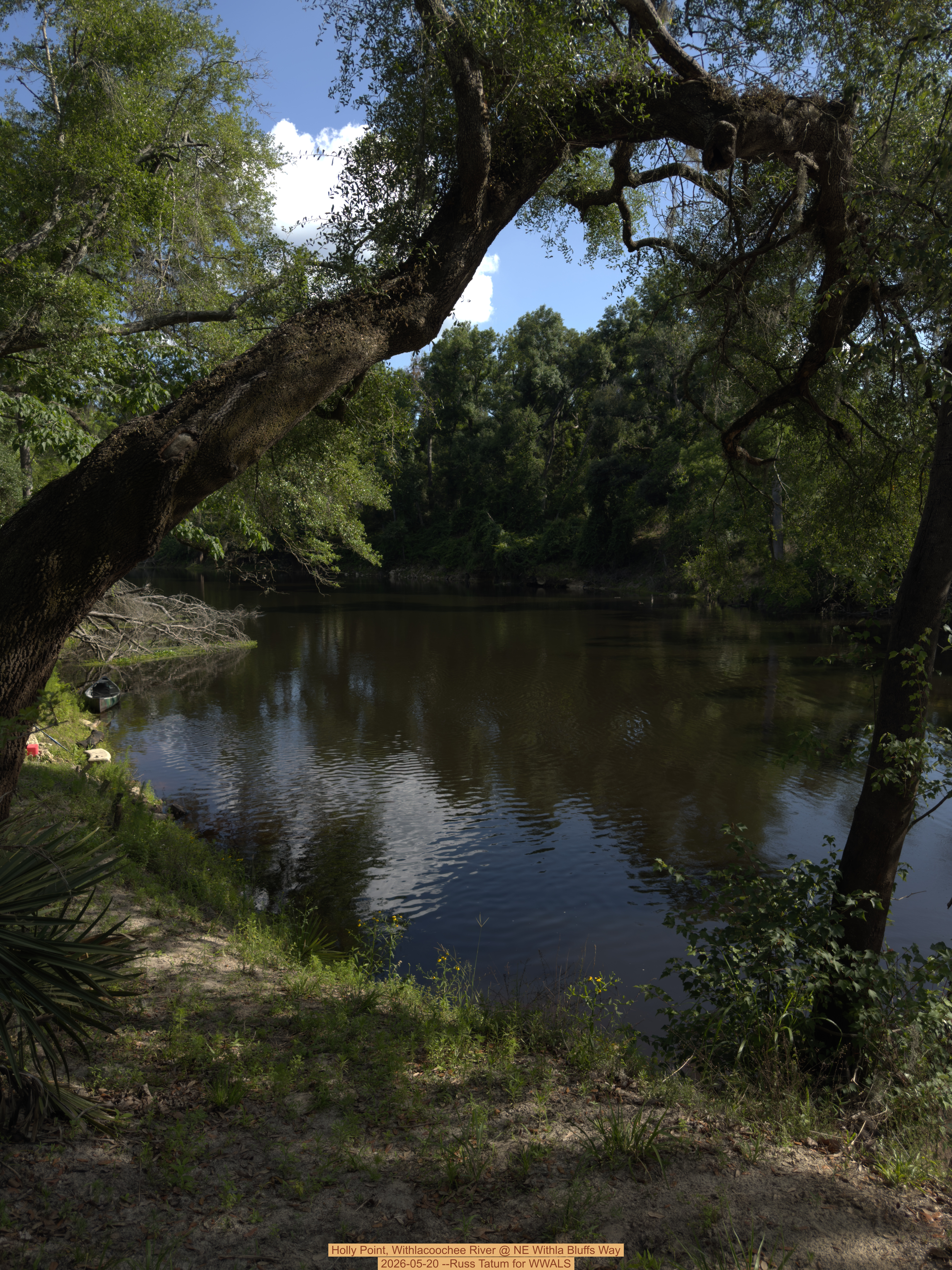 Holly Point, Withlacoochee River @ NE Withla Bluffs Way 2026-05-20 --Russ Tatum for WWALS