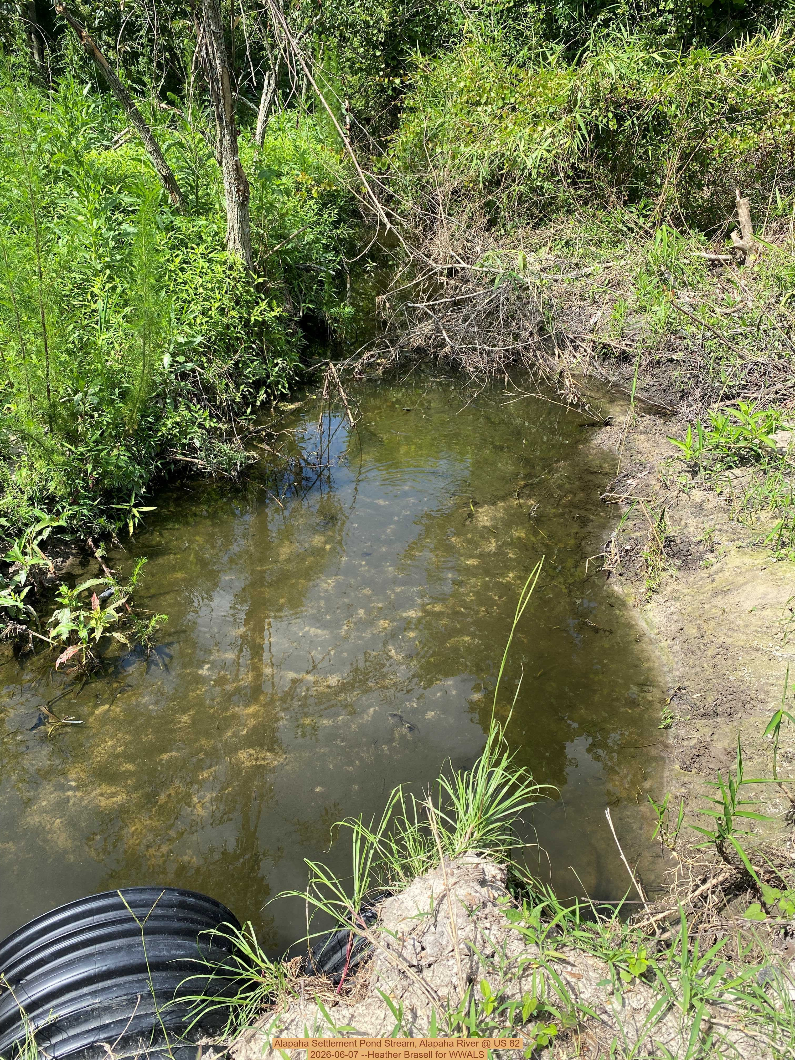 Alapaha Settlement Pond Stream, Alapaha River @ US 82 2026-06-07 --Heather Brasell for WWALS