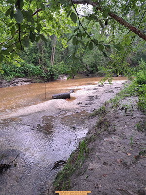 [Two Mile Branch, Sugar Creek @ WaterGoat 2026-06-19 --Suzy Hall for WWALS]