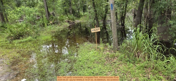 Blue Trail partly underwater, Langdale Park, Withlacoochee River, 2026:06:25 --jsq for WWALS 14:07:32, 30.8869025, -83.3236543