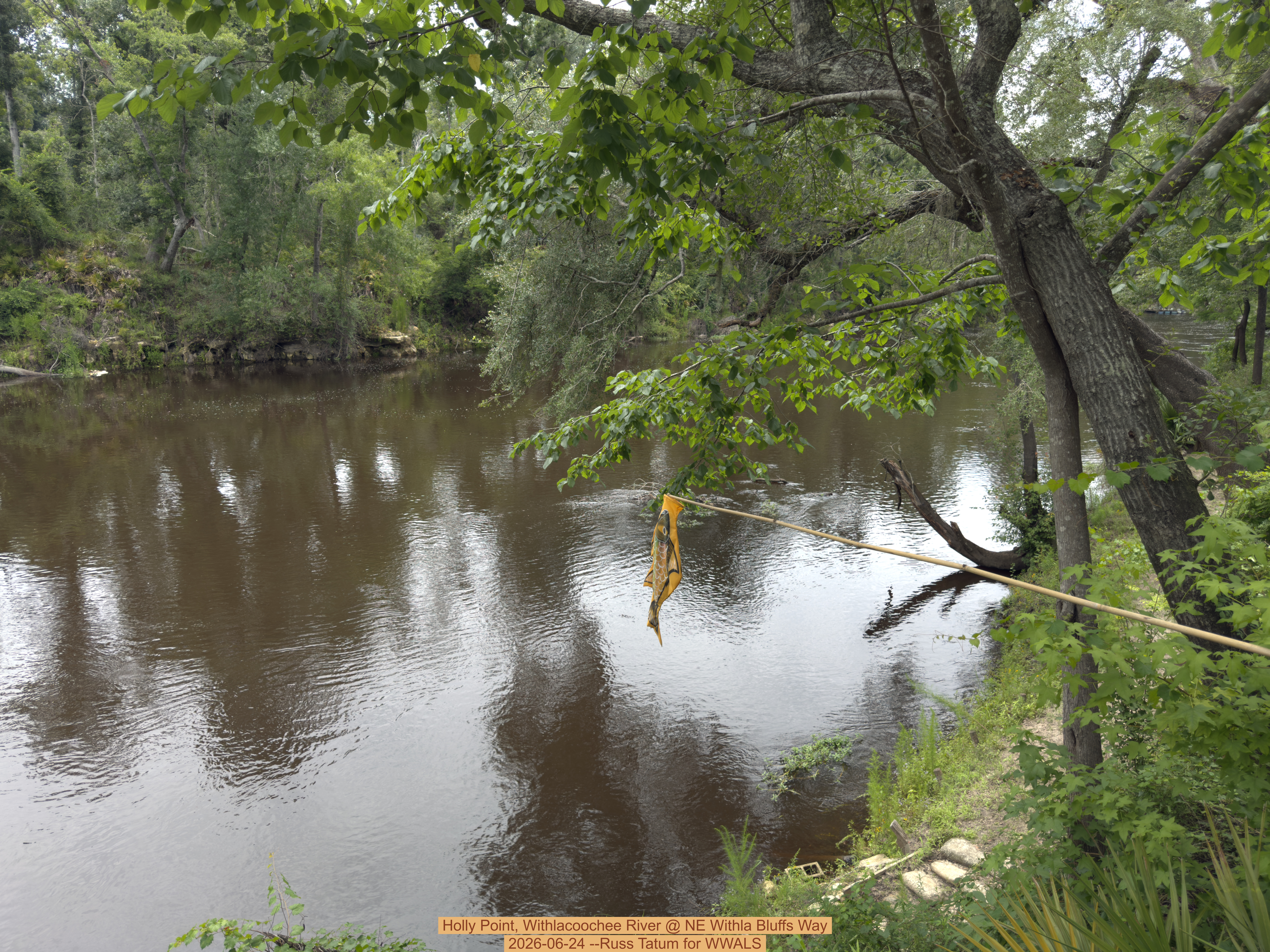 Holly Point, Withlacoochee River @ NE Withla Bluffs Way 2026-06-24 --Russ Tatum for WWALS