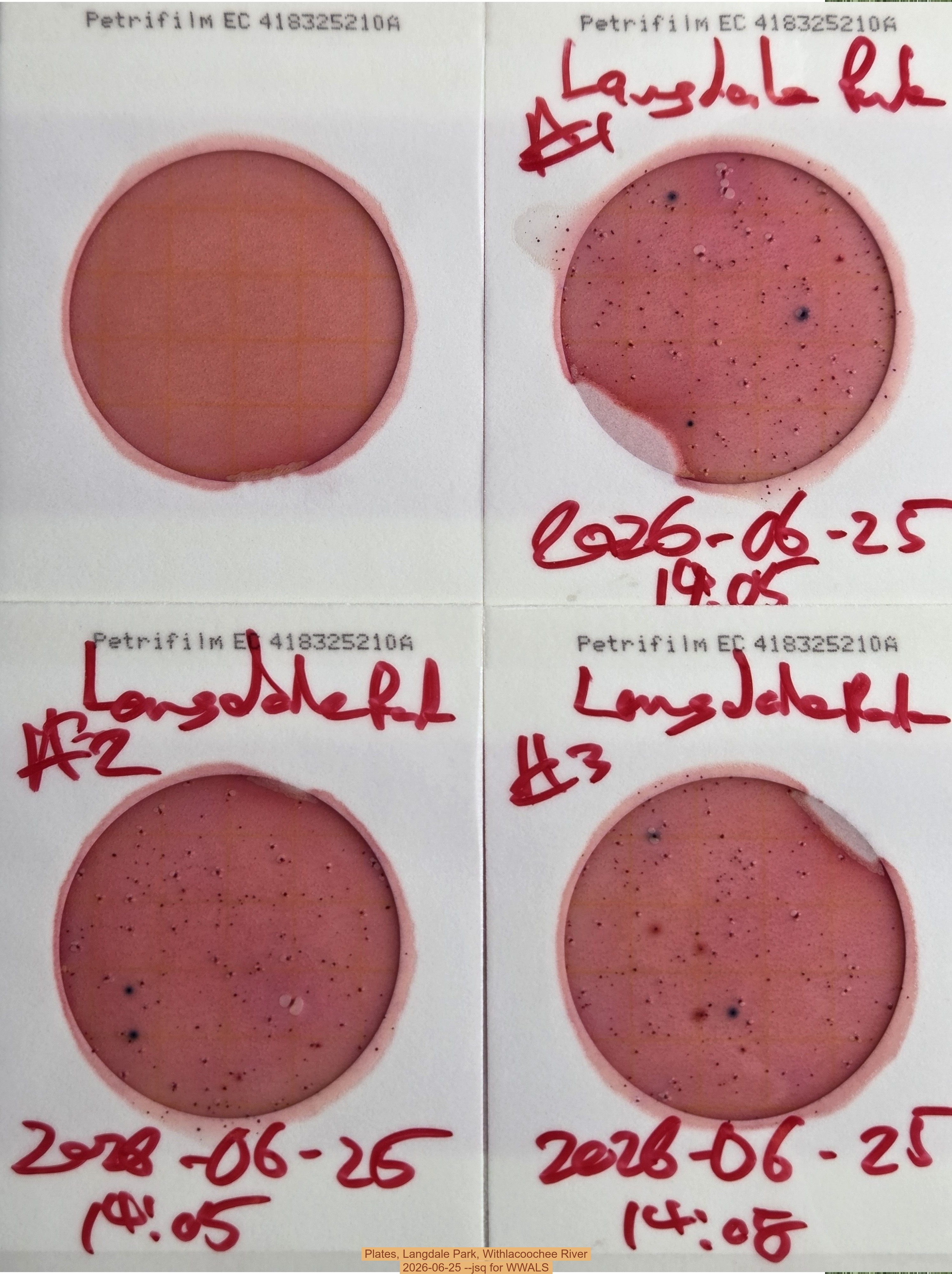 Plates, Langdale Park, Withlacoochee River, 2026-06-25 --jsq for WWALS