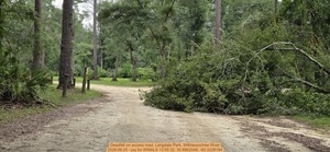 [Deadfall on access road, Langdale Park, Withlacoochee River, 2026:06:25 --jsq for WWALS 13:55:32, 30.8862049, -83.3228184]
