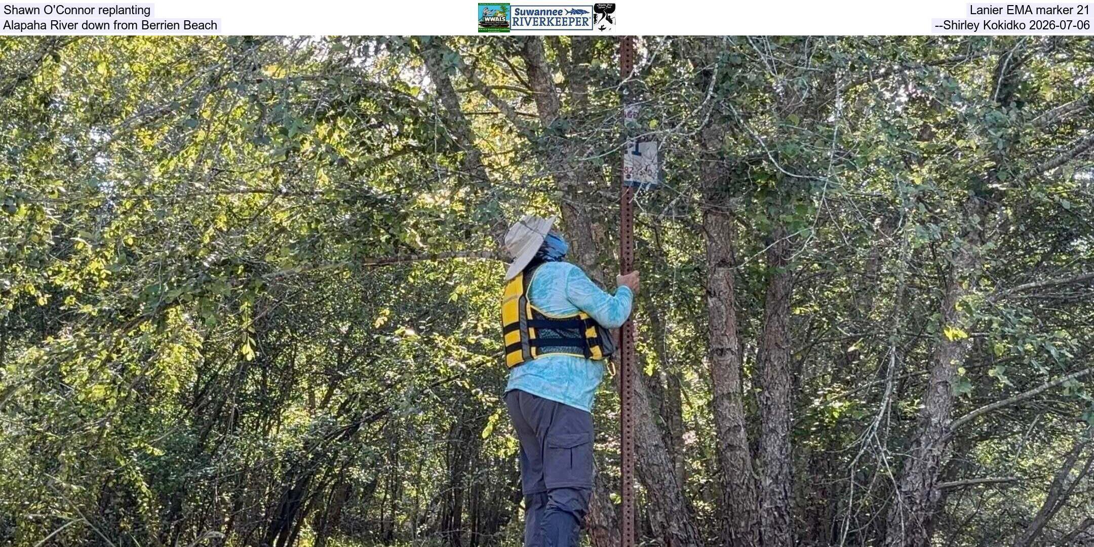 Shawn O'Connor replanting Lanier EMA marker 21, Alapaha River down from Berrien Beach, --Shirley Kokidko 2026-07-06