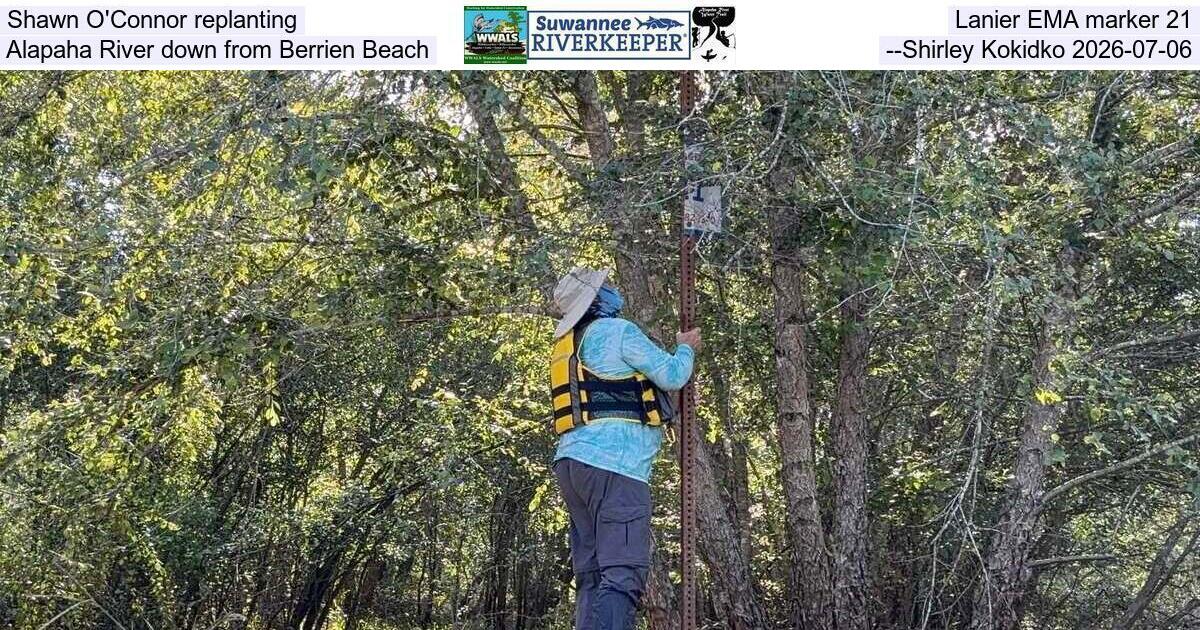 Shawn O'Connor replanting Lanier EMA marker 21, Alapaha River down from Berrien Beach, --Shirley Kokidko 2026-07-06