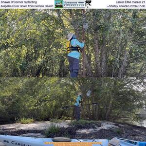 [Shawn O'Connor replanting Lanier EMA marker 21, Alapaha River down from Berrien Beach, --Shirley Kokidko 2026-07-06]