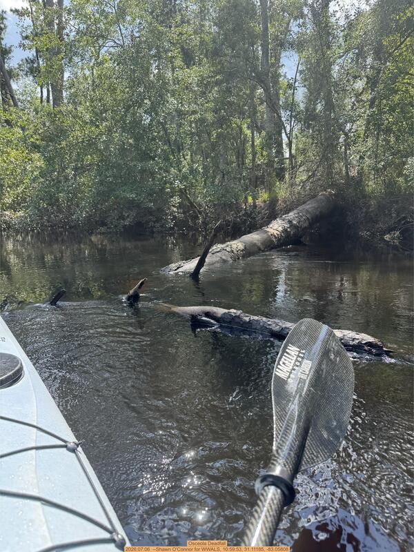 Osceola Deadfall, 2026:07:06 --Shawn O'Connor for WWALS, 10:59:53, 31.11185, -83.05808