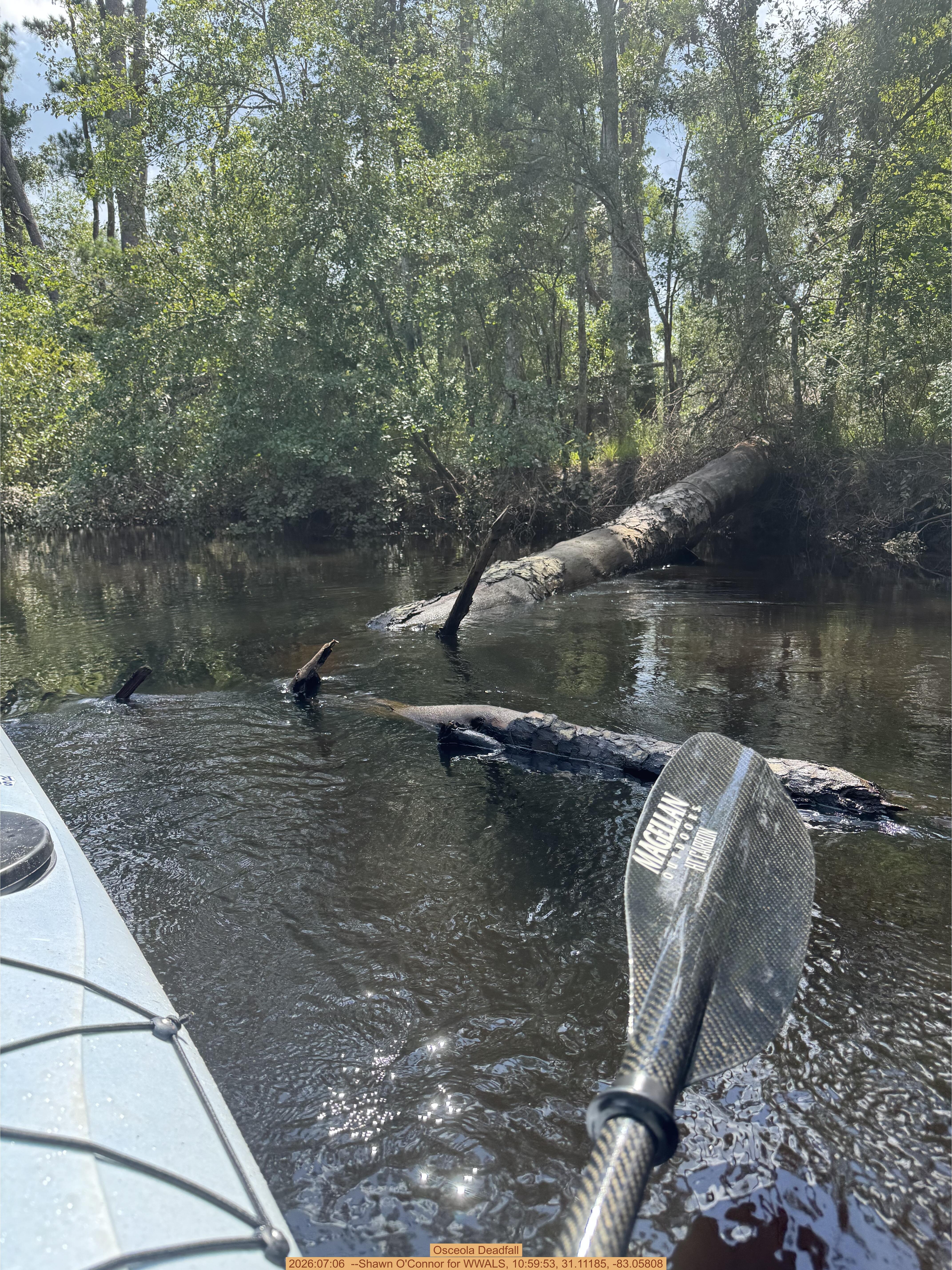 Osceola Deadfall, 2026:07:06 --Shawn O'Connor for WWALS, 10:59:53, 31.11185, -83.05808