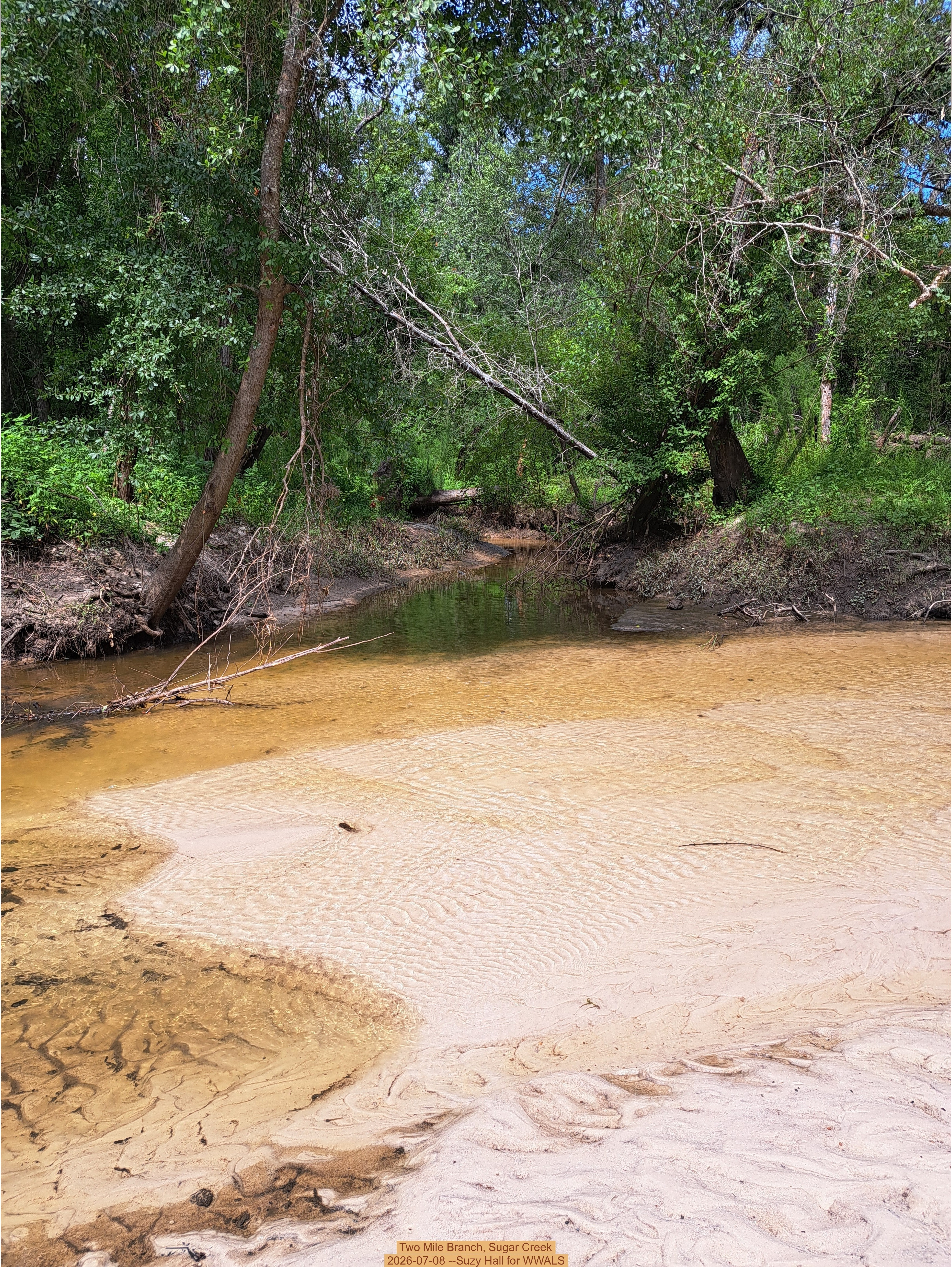 Two Mile Branch, Sugar Creek 2026-07-08 --Suzy Hall for WWALS